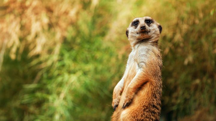 Funny Animal Desktop Wallpapers (79+ images)