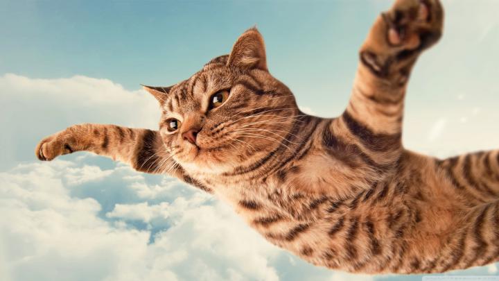 Funny Cat Desktop Wallpaper \u00b7\u2460 