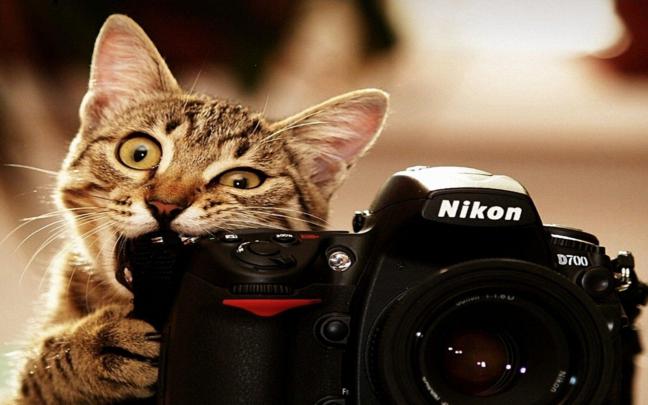 Funny Cats Wallpapers