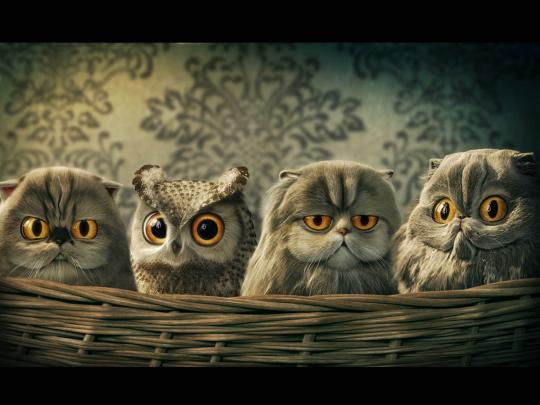 wallpaper: Funny Owl