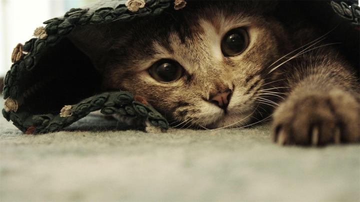 Funny Cat Desktop Wallpapers