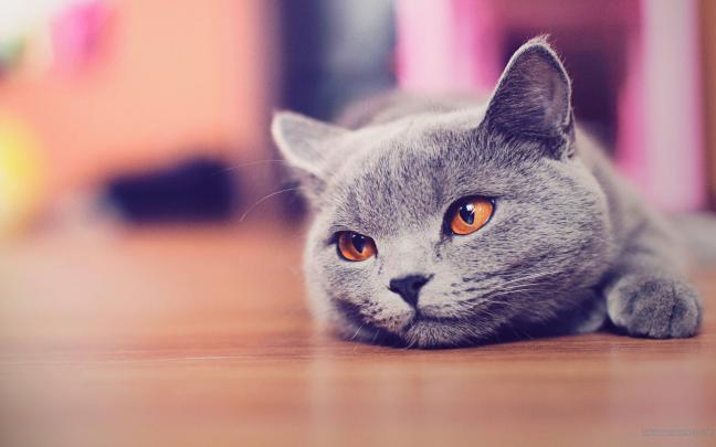 Funny Cat Desktop Wallpapers
