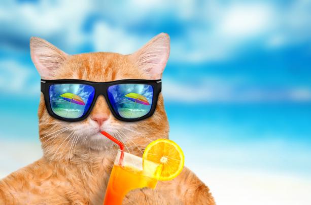 Funny Cat Backgrounds, Pictures, Images