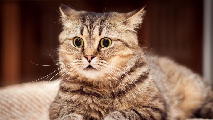 Funny Cat Wallpapers for Desktop (69+ images)