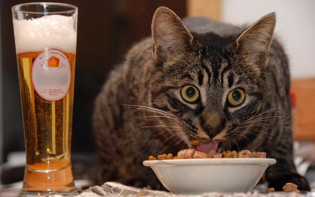 Funny Cat Desktop Wallpapers