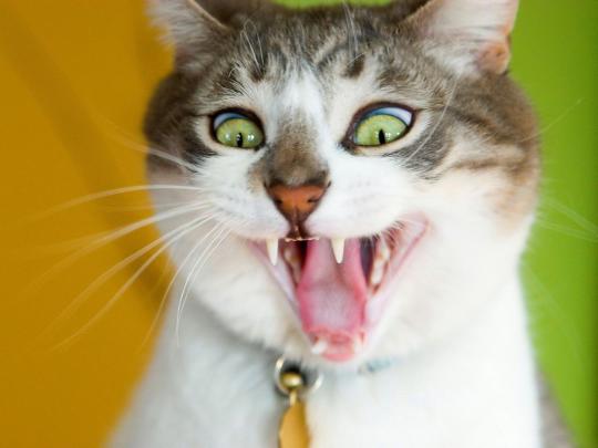 Funny Cat Desktop Wallpapers