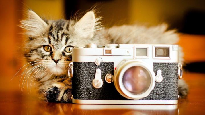Funny Cat Desktop Wallpapers