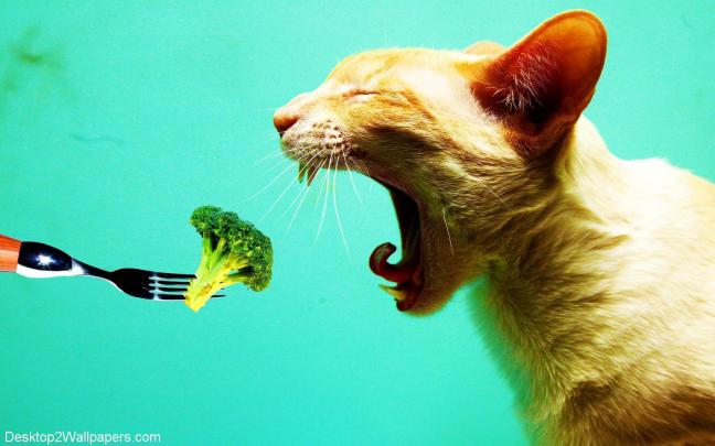 Funny Cat Desktop Wallpapers