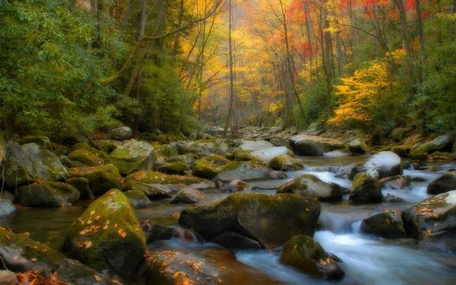nature, Forest, River Wallpapers HD \/ Desktop and Mobile Backgrounds