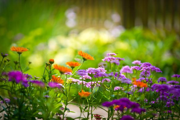 Nature Wallpaper HD Desktop