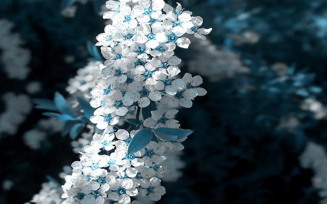 Pinterest Wallpaper for Computer -