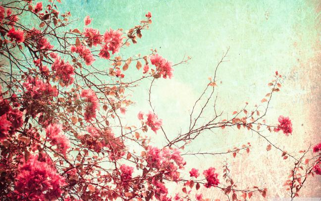 Pinterest Desktop Wallpapers -