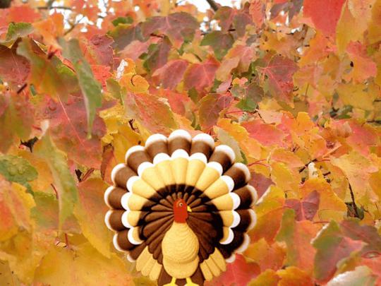Free Thanksgiving Backgrounds