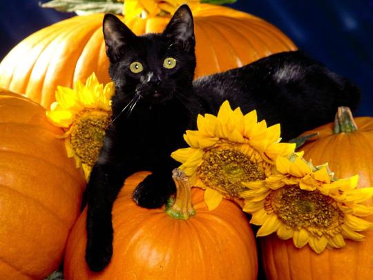 [75+] Cute Halloween Desktop Wallpaper 