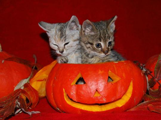 Cute Halloween Desktop Wallpapers