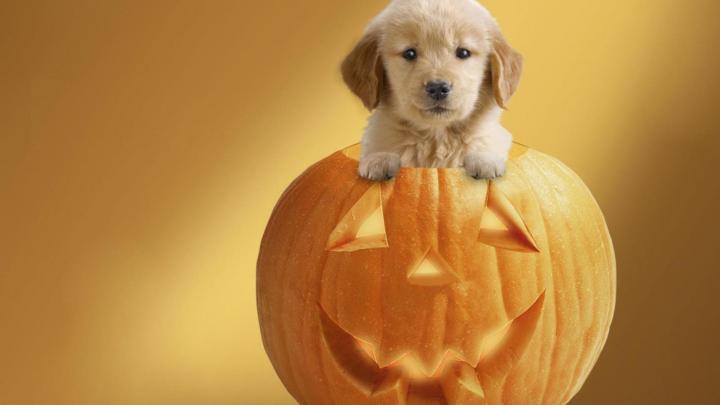 Cute Halloween Desktop Backgrounds (63+ images)