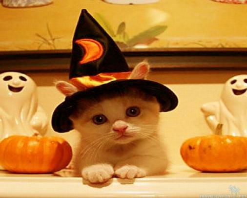 [49+] Cute Halloween Wallpaper Backgrounds 