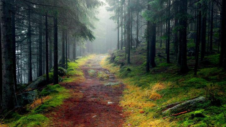 Nature Wallpapers