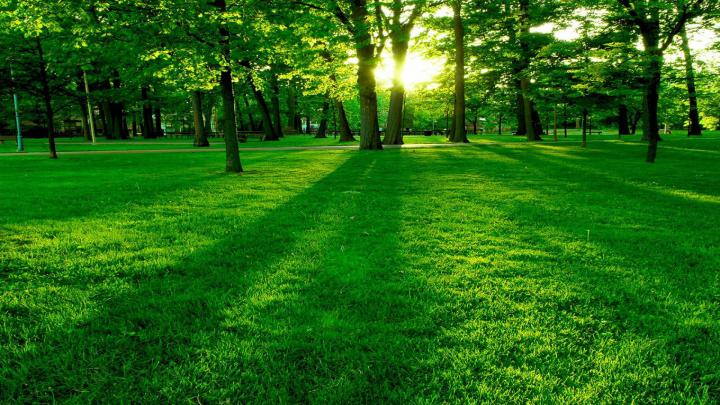 45 HD Green Wallpapers\/Backgrounds For Free Download