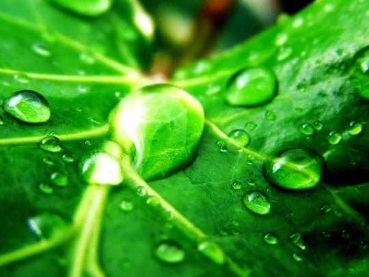 Green Leaves Wallpapers