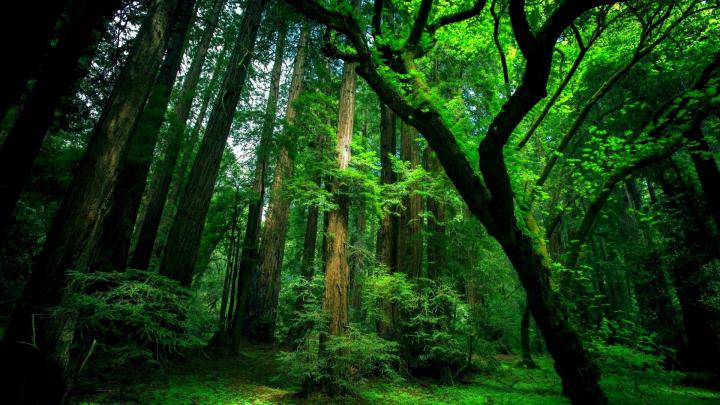 45 HD Green Wallpapers\/Backgrounds For Free Download