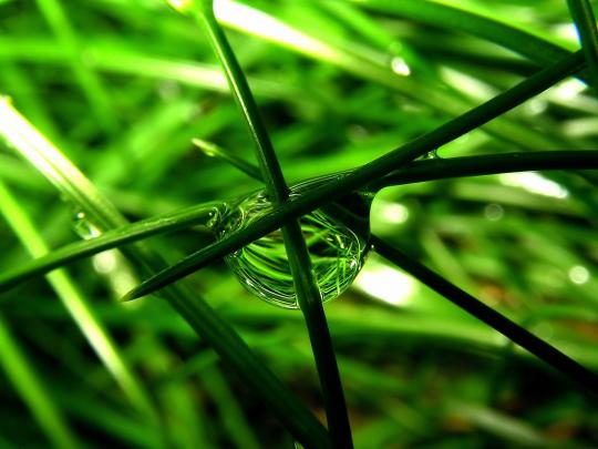 Free Green Backgrounds