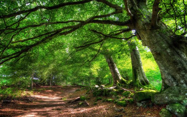 Green Desktop Wallpaper (77+ images)