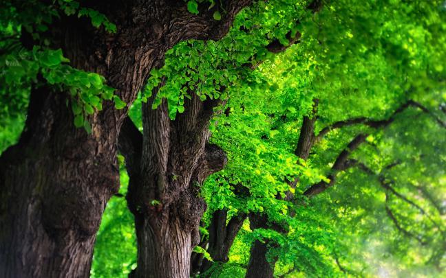 green trees - HD Desktop Wallpapers