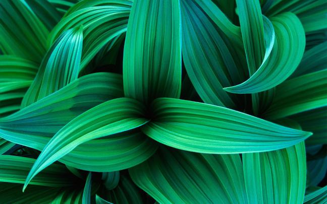 Green Leaves Wallpapers