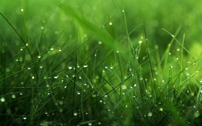 Free download Green Nature Wallpapers HD Pictures Live HD Wallpaper HQ 