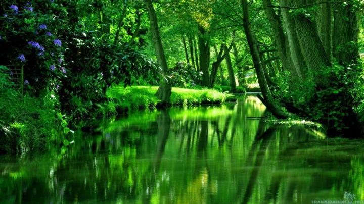 Forest Green Wallpapers