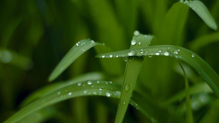 Green Nature Wallpapers