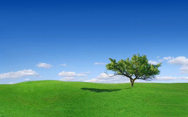 Green Grass Wallpapers