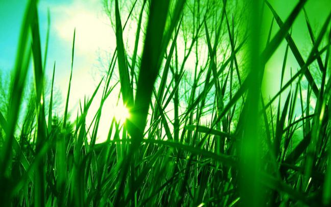 green grass hd - HD Desktop Wallpapers