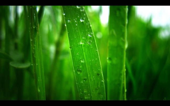 Green Wallpapers HD