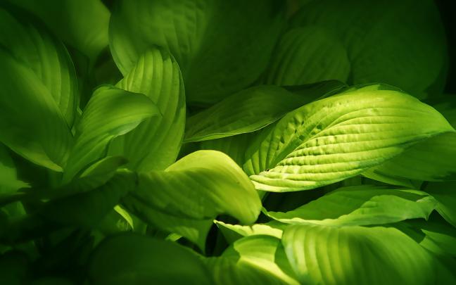 green leaves scenery - HD Desktop Wallpapers
