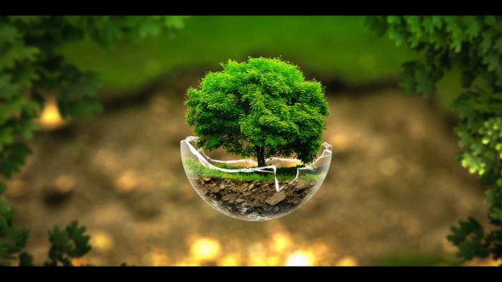 trees, Trees, Creative, Nature, Green Wallpapers HD \/ Desktop and 