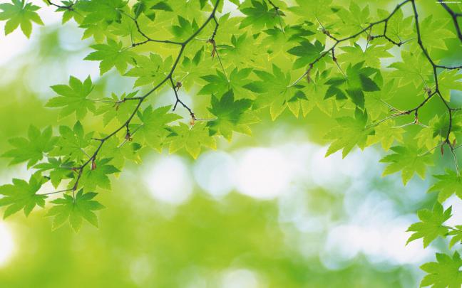 Green Computer Hd Wallpapers