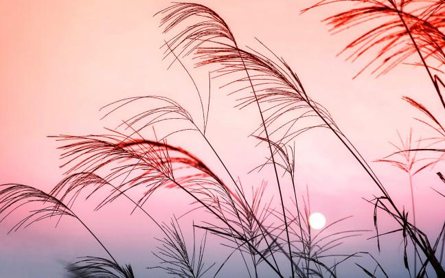 247 Pastel HD Wallpapers | Background Images - Wallpaper Abyss - Page 7
