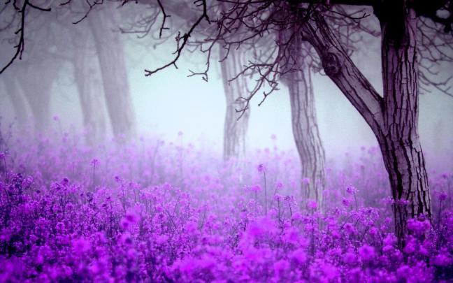 Purple Flowers Wallpapers