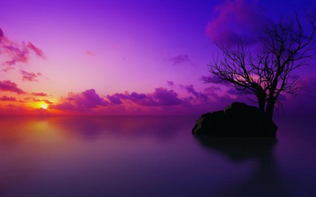 Purple Tree Wallpapers