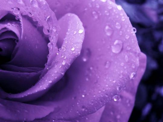 43 HD Purple Wallpaper\/Background Images To Download For Free