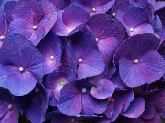 [75+] Purple Background Wallpaper 