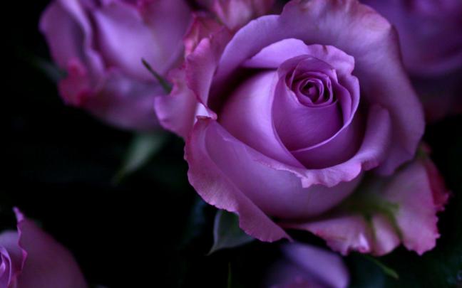 Purple Flowers Wallpapers