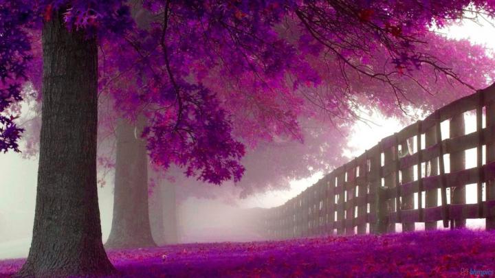 Purple HD Wallpapers