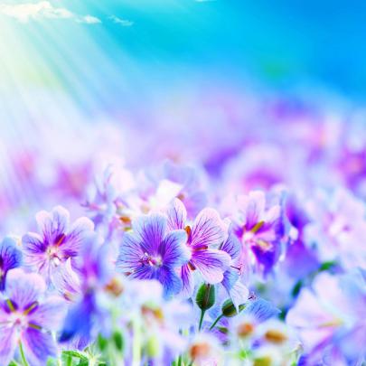 Purple Flowers Wallpapers