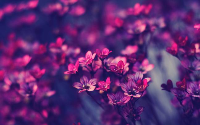 43 HD Purple Wallpaper\/Background Images To Download For Free