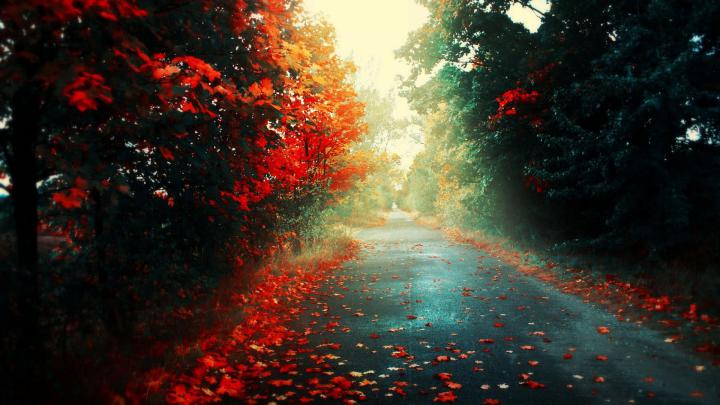 simple Background, Simple, Road, Trees, Landscape, Nature Wallpapers HD 