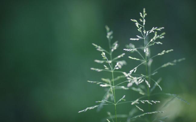 Simple Desktop Wallpapers