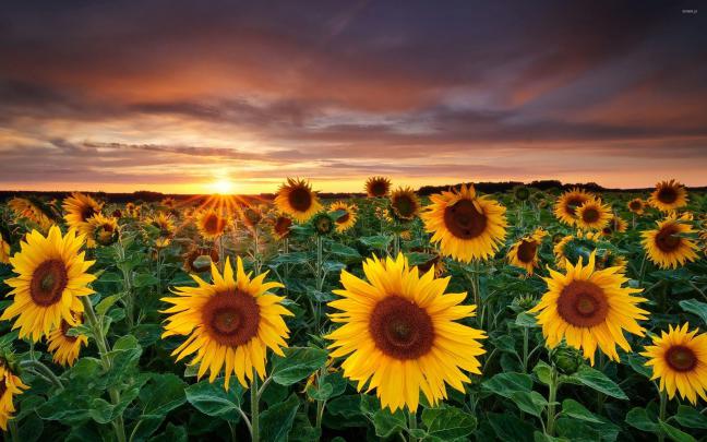 Field Of Sunflowers Wallpapers